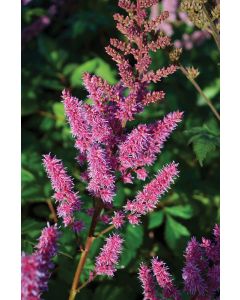 Astilbe, Chinese Astilbe 'Maggie Daley'
