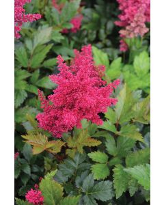 Astilbe, Arendsii Group 'Red Sentinel'