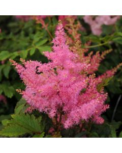Astilbe, Younique™ False Spirea 'Pink'