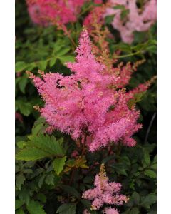 Astilbe, Hybrid Astilbe 'Younique™ Pink'