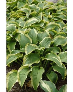 Hosta, Lime-Green Leaf 'Atlantis'