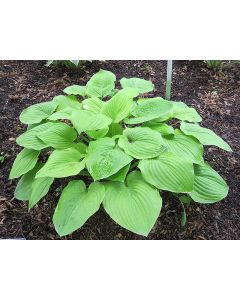 Hosta, Green Leaf 'August Moon'