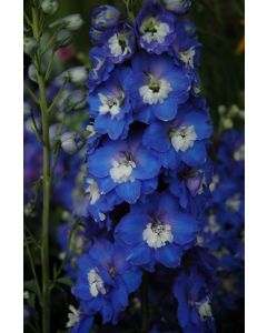 Delphinium, Candle Larkspur 'Aurora™ Blue'