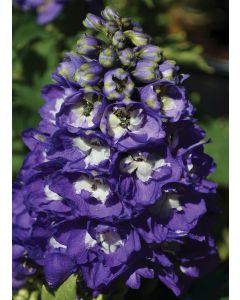 Delphinium, Candle Larkspur 'Aurora™ Deep Purple'