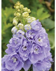 Delphinium, Candle Larkspur 'Aurora™ Lavender'