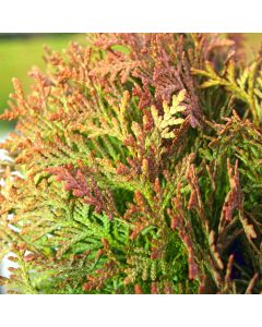 Thuja, Arborvitae 'Autumn Moon'