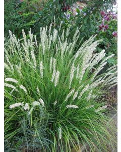 Sesleria, Autumn Moor Grass