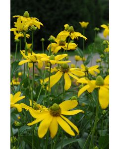 Rudbeckia, Gloriosa Daisy 'Autumn Sun'