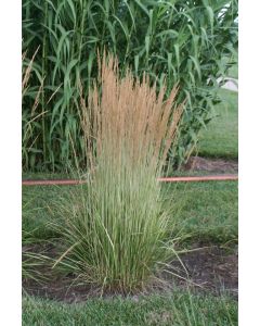 Calamagrostis, Feather Reed Grass 'Avalanche'