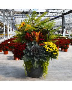 'Awesome Autumn Colossal' Fall Combo Patio Planter