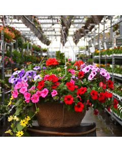 'Awesome Combo' Jumbo Hanging Basket