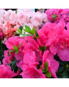 Rhododendron Simsii 'Azalea'