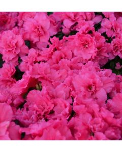 Rhododendron, Easter Azalea 'Shades of Pink'