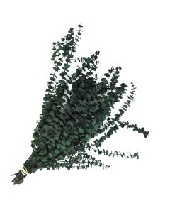 Eucalyptus, Baby Eucalyptus 'Aqua'