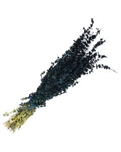 Eucalyptus, Baby Eucalyptus 'Blue Dipped'