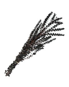 Eucalyptus, Baby Eucalyptus 'Navy Blue'