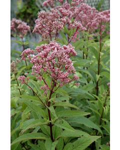 Eupatorium, Joe Pye Weed 'Baby Joe'