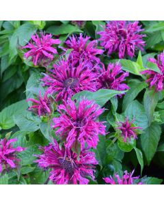 Monarda, Scarlet Beebalm 'Balmy™ Purple'