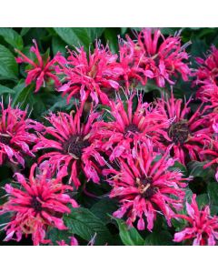 Monarda, Scarlet Beebalm 'Balmy™ Rose'
