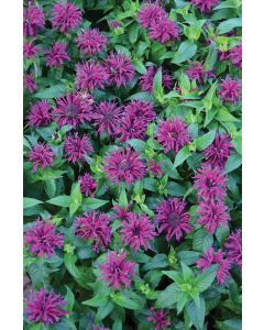 Monarda, Scarlet Beebalm 'Balmy™ Purple'