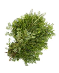 Fir 'Balsam Fir'