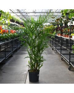 Chamaedorea Seifrizii 'Bamboo Palm'