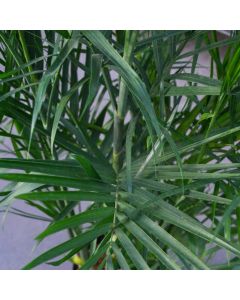 Chamaedorea Seifrizii 'Bamboo Palm'
