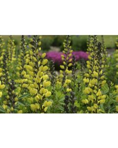 Baptisia, Hybrid False Indigo 'Decadence® Lemon Meringue'