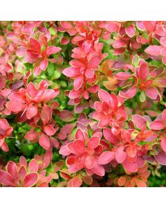 Berberis, Japanese Barberry 'Admiration'