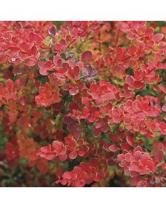 Berberis, Japanese Barberry 'Sunjoy® Tangelo'