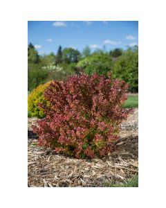 Berberis, Japanese Barberry 'First Editions® Toscana™'