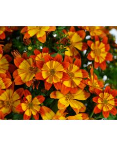 Bidens, Blazing Flames™