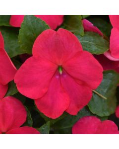 Impatiens, Beacon® 'Lipstick'
