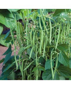 Phaseolus, Beans
