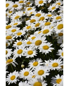 Leucanthemum, Shasta Daisy 'Becky'