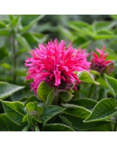 Monarda, Hybrid Beebalm 'Bee-You™ Bee-Merry'