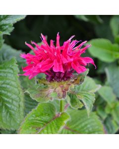 Monarda, Scarlet Beebalm 'Fireball'