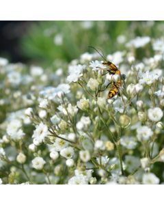 Gypsophila, Baby's Breath 'Summer Sparkles®'