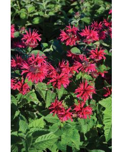 Monarda, Hybrid Beebalm 'Bee-You™ Bee-Happy'