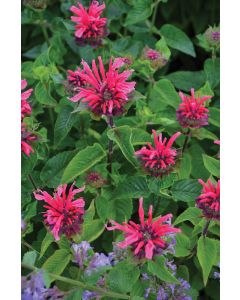 Monarda, Hybrid Beebalm 'Bee-You™ Bee-Merry'