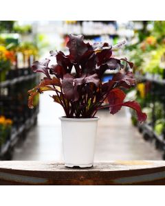 4.75"" Pot