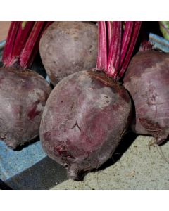 Beet, Dark Red