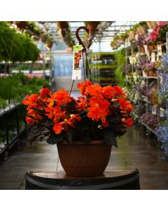 Begonia, I'CONIA® Portofino 'Hot Orange' Hanging Basket