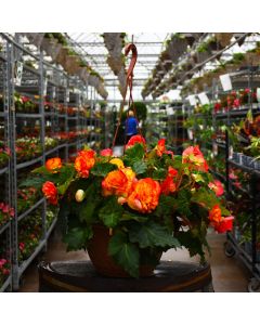 Begonia Tuberous, Nonstop® 'Flame' Hanging Basket
