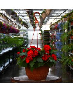 Begonia Tuberous, Nonstop® Joy 'Red' Hanging Basket