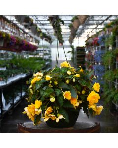 Begonia Tuberous, Nonstop® Joy 'Yellow' Hanging Basket