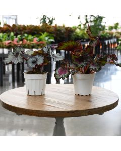 Begonia Rex Assorted