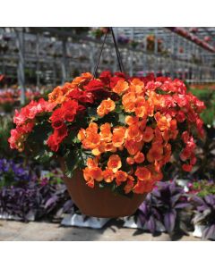 Begonia Rieger Mix Hanging Basket