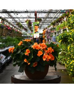 Begonia Rieger 'Orange' Hanging Basket