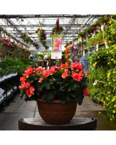 Begonia Rieger 'Pink' Hanging Basket